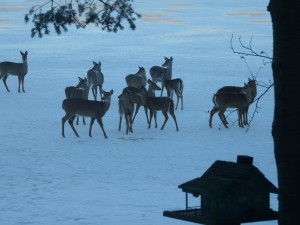 Deer On Frozen Lake